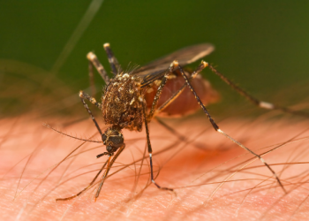 Understanding the Mystery of Mosquito Attacks