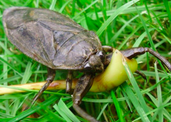 Understanding the Tiny Giants: a peep into the World of Vampire Water Bugs