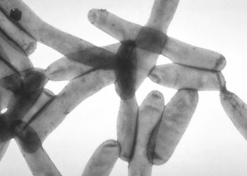 The Toxin Behind Legionella Growth Identified