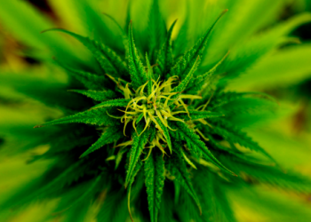 The Legal Cannabis Market in Mexico is About to Take Off; Here’s Why