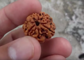 More People Across the World are Ordering 1 Mukhi Rudraksha Online due to its Benefits