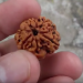 More People Across the World are Ordering 1 Mukhi Rudraksha Online due to its Benefits