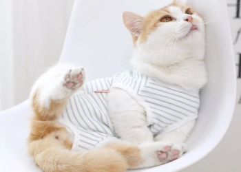 Adorable Cat Clothing Products from Mochi Couture are Being Used for Hairless Cats and those Recovering from Surgery