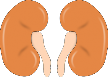 Look for Signs the Body Gives to Diagnose Bladder Cancer Early