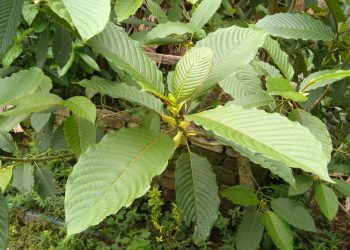 Get in a good mood with Trainwreck Kratom by GLAKratom