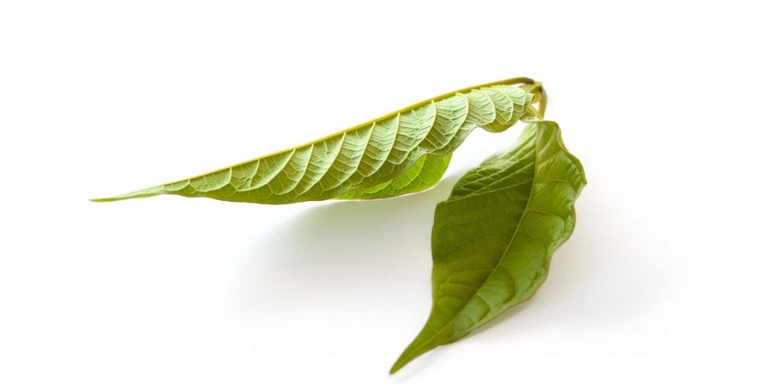 Health Experts believe Red Maeng Da is the Best Kratom for Pain