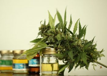 Availability of Inexpensive CBD Products is Helping People Live a Disease Free Life