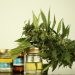 Availability of Inexpensive CBD Products is Helping People Live a Disease Free Life
