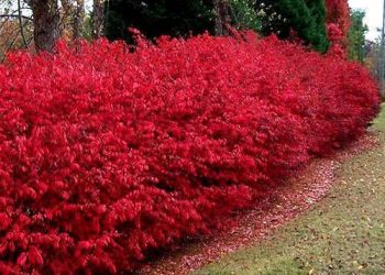 Tammy Sons Talks About the Tennessee Wholesale Nursery