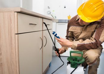 Tips to follow when hiring a pest removal service