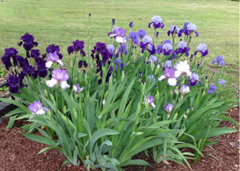 5 Most Colorful Perennials