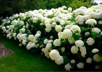 TN Nursery Incurs Record Sales amid Covid-19