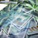 Canopy Growth is Buying the Floating Shares of Acreage Holdings Before Marijuana is Federally Legal in the US