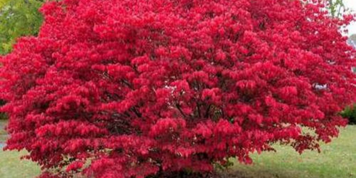 Red colored Tree Shrub at Tn Nursery