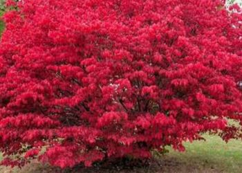 Red colored Tree Shrub at Tn Nursery