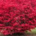Red colored Tree Shrub at Tn Nursery