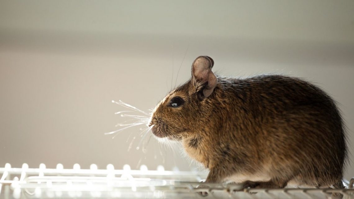 Discover The Most Common Ways For Rodents To Get Into Your Pantry