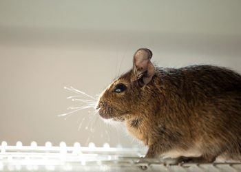 Discover The Most Common Ways For Rodents To Get Into Your Pantry
