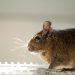 Discover The Most Common Ways For Rodents To Get Into Your Pantry