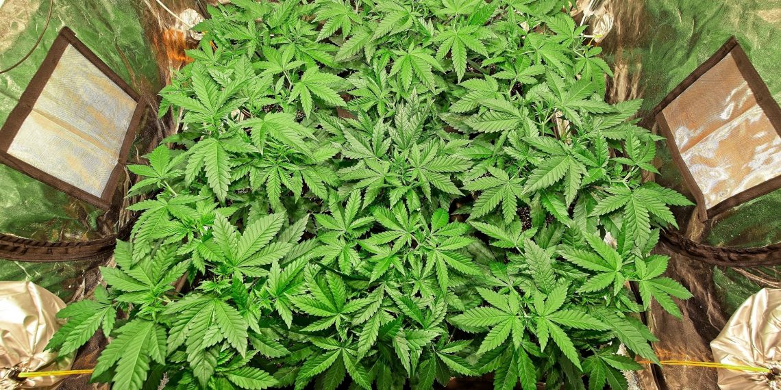 Grow Tent – A Perfect Setup for Growing Plants Indoor