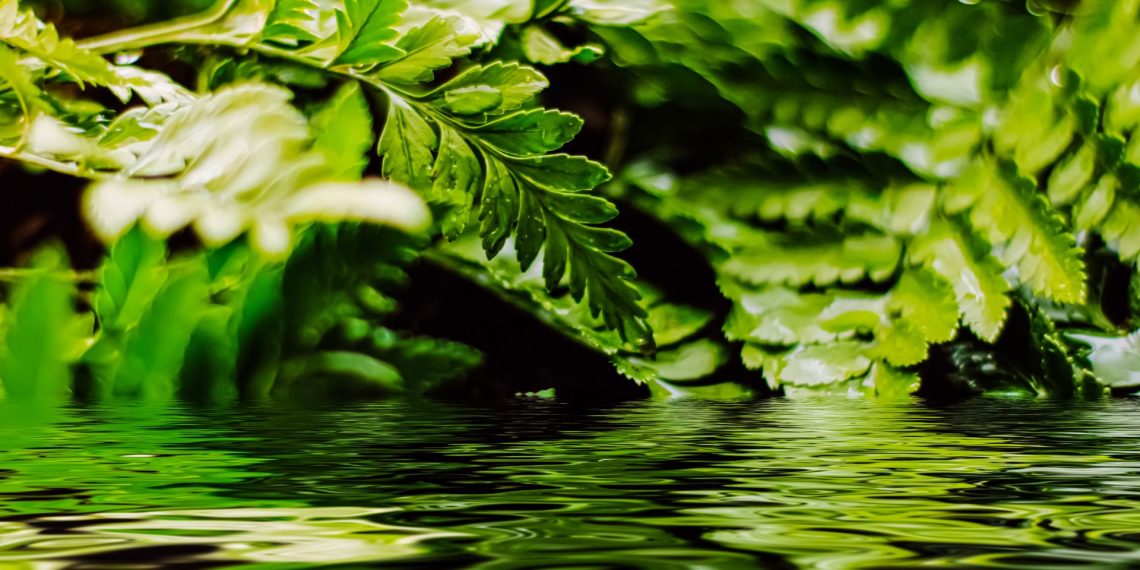 Discovering Natural Beauty: Port St. Lucie Botanical Gardens