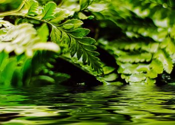 Discovering Natural Beauty: Port St. Lucie Botanical Gardens