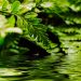 Discovering Natural Beauty: Port St. Lucie Botanical Gardens